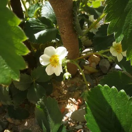 Erzen Медулин